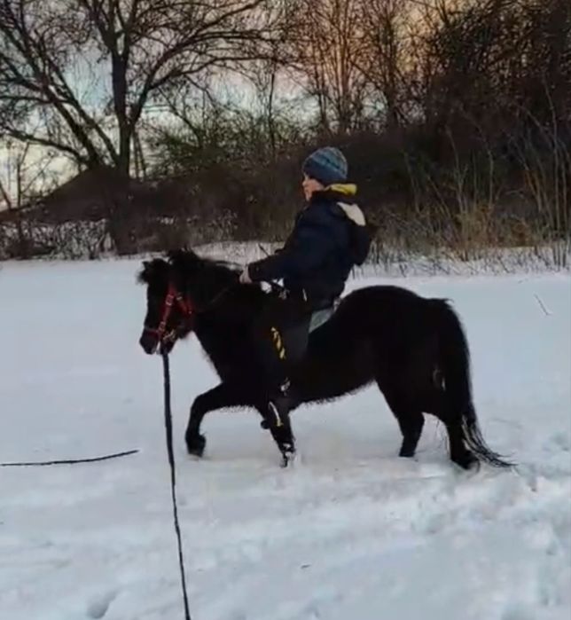 Поні кобилка 8 років