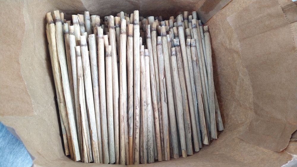 trzcina 250 dla murarki ogrodowej