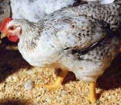 Інкубаційне яйце Мастер Грей. Г