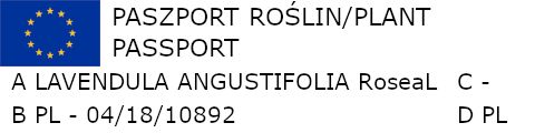 LAWENDA WĄSKOLISTNA Różowa Ellagance Pink- sadzonki w doniczkach