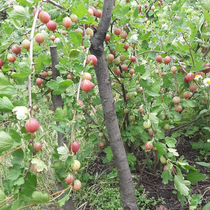 Чорна смородина "Київський велетень "3- 4 річна,червона, агрус ,йошта.
