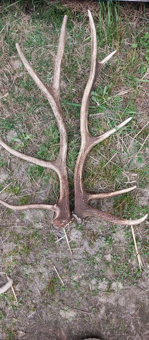 Роги оленя, скинуті в природних умовах