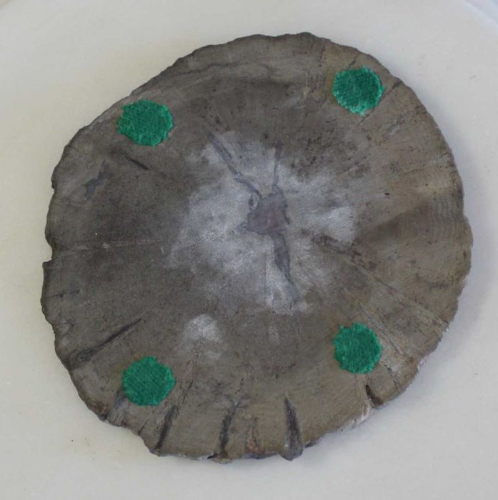 Conjunto de 5 Porta-copos de madeira petrificada, Natural, feito à mão