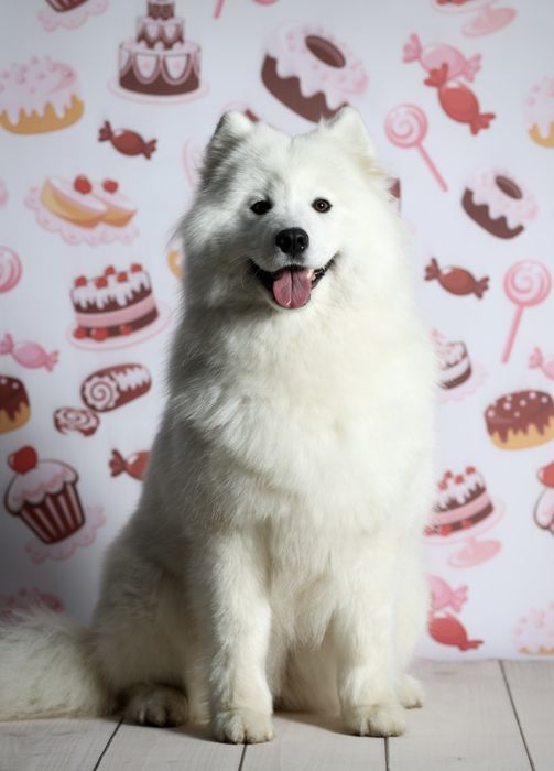 Samoyed ZkwP suczka.