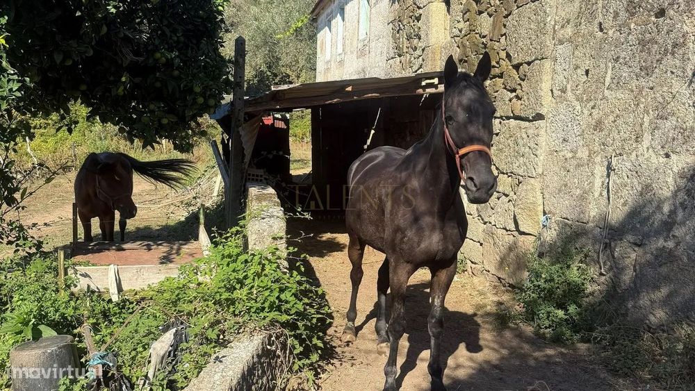 Quinta de 12.200m2 com Potencial Ilimitado, em Lordelo - Vila Real