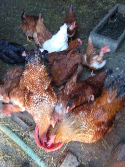 Ovos galinha galados