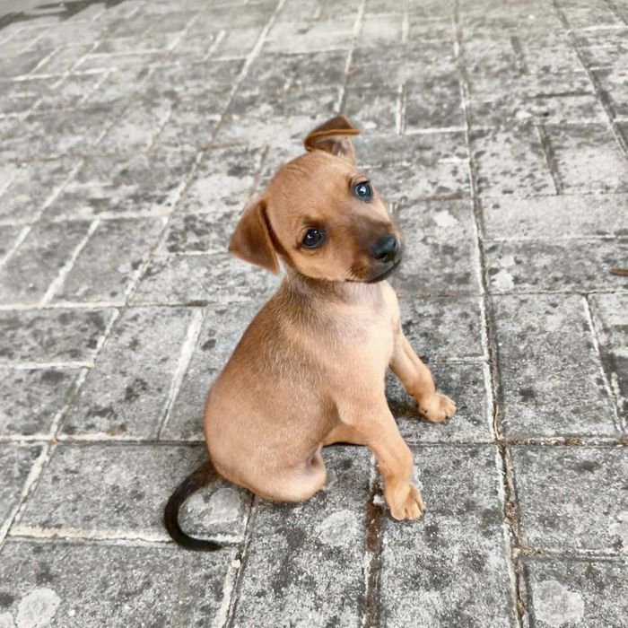 Pinscher - macho