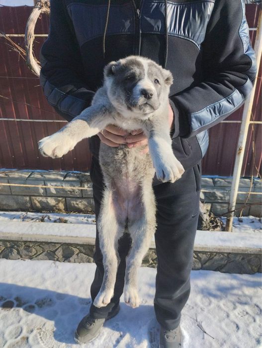 Продам цуценят Алабая