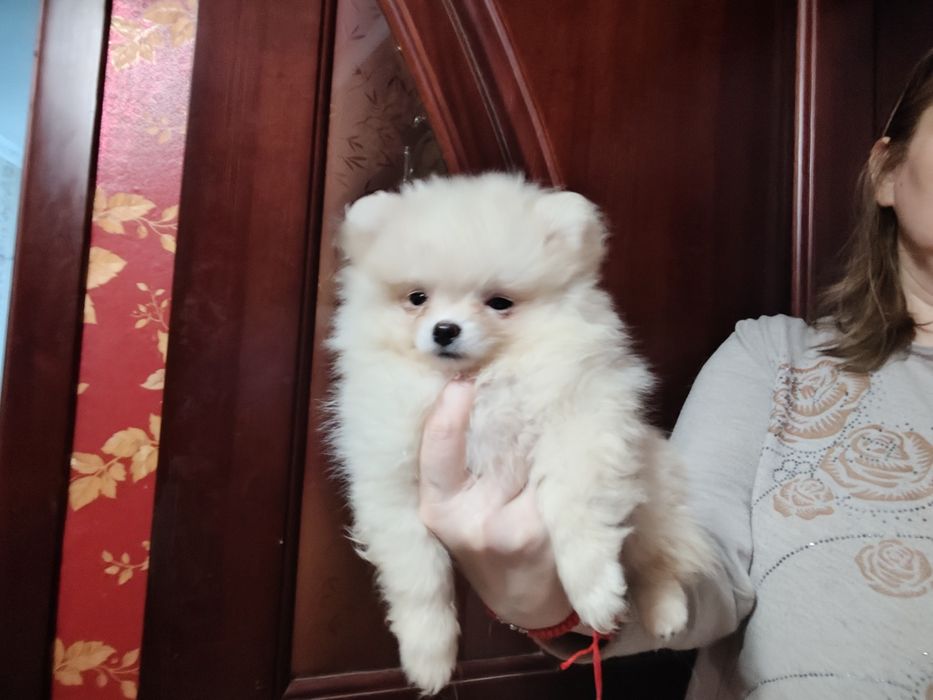 Супер мини, девочка шпиц, КСУ