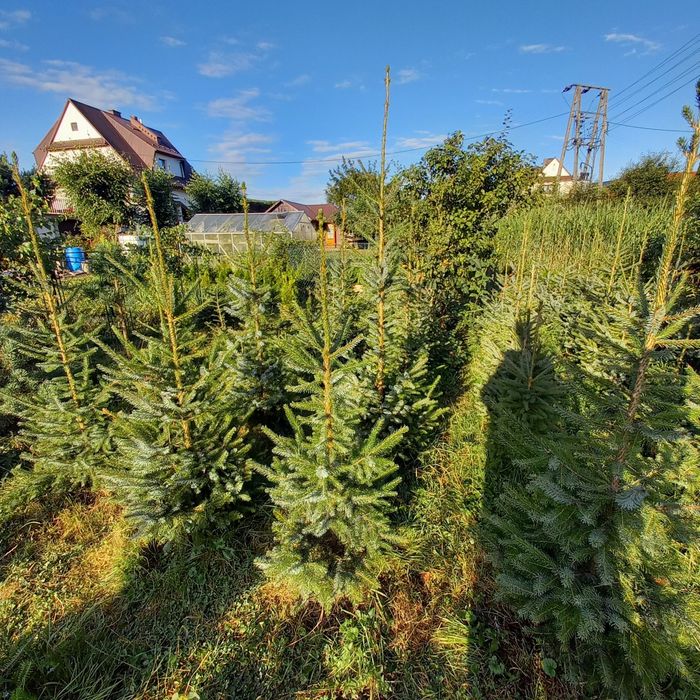 Thuja Szmaragd 60-130cm, Brabant, Konik. Swierk