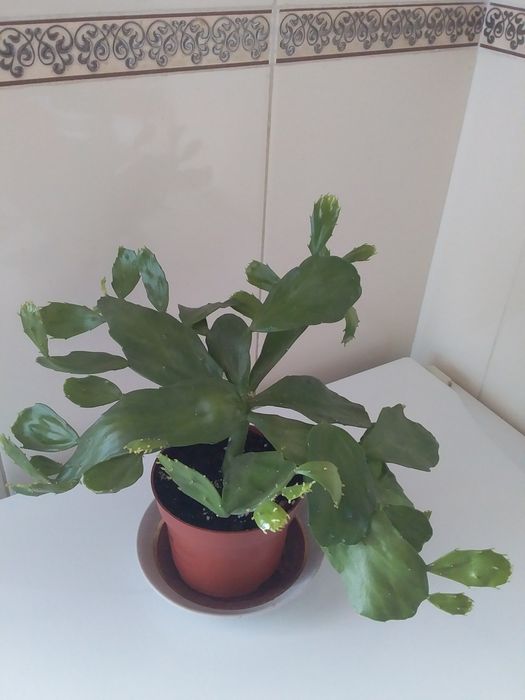 Кімнатні рослини: опунція, олеандр, хлорофітум