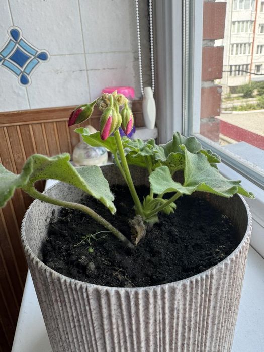 Продаю рослини.  Пеларгонії, хлорофіт чорнобривці  різдвяник