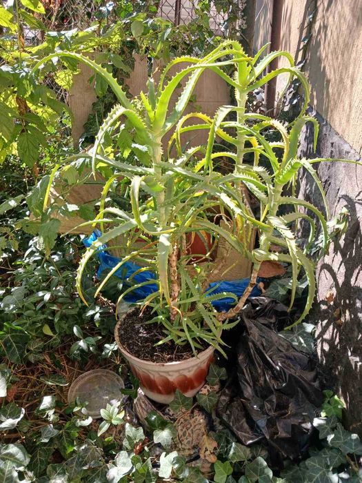 Кімнатні квіти і вазони