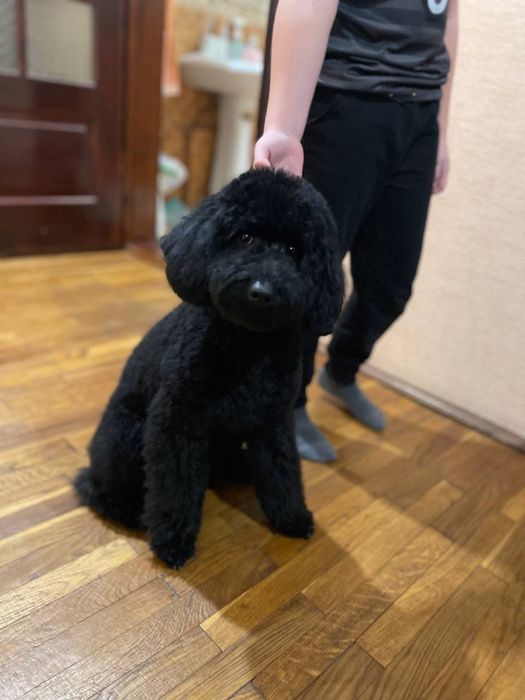 Кобель шукаємо дівчинку для вязки Мальтіпу f2