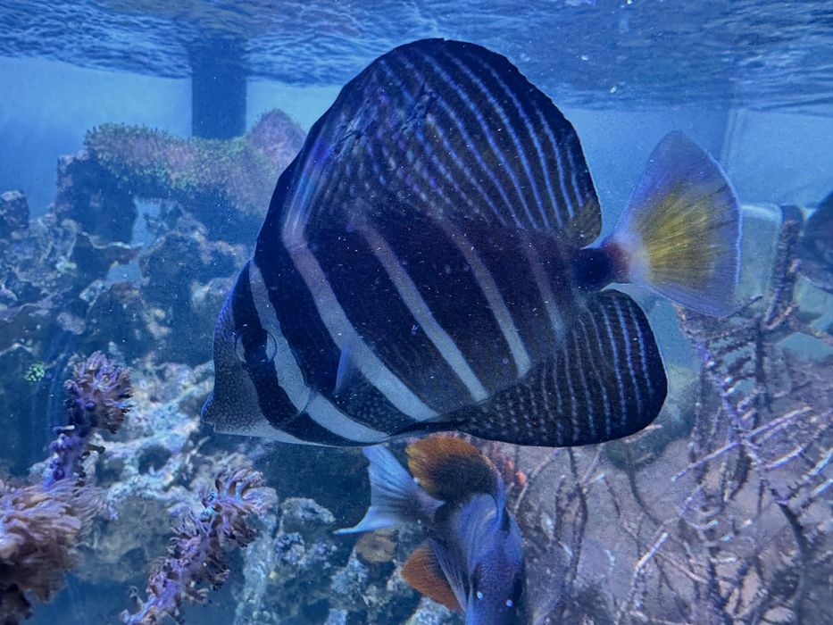 Peixe Zebrasoma veliferum