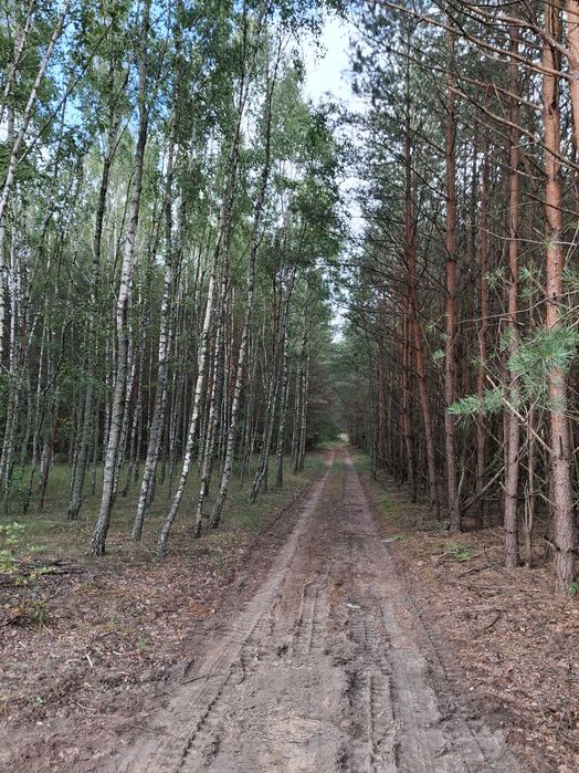 Działki budowlane w leśnej scenerii - Widok 5