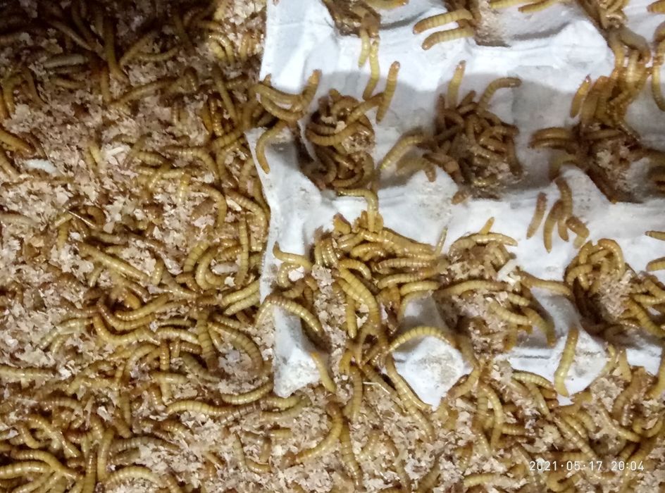 Зоофобас,мучной борошняний червь