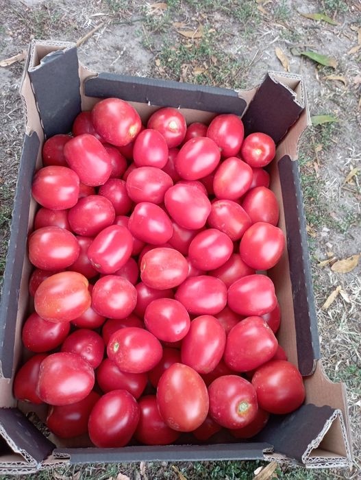Pomidory od rolnika  10kg WYSYŁKA cała Polska /kurier lub do Paczkomatu/