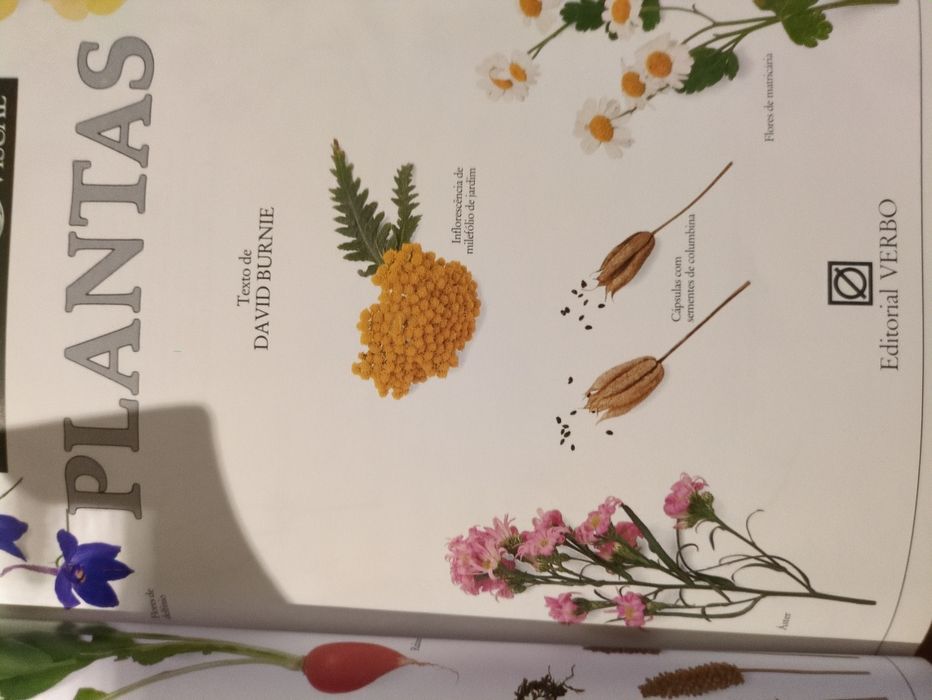 Plantas texto de David Burnie da Editora Verbo
