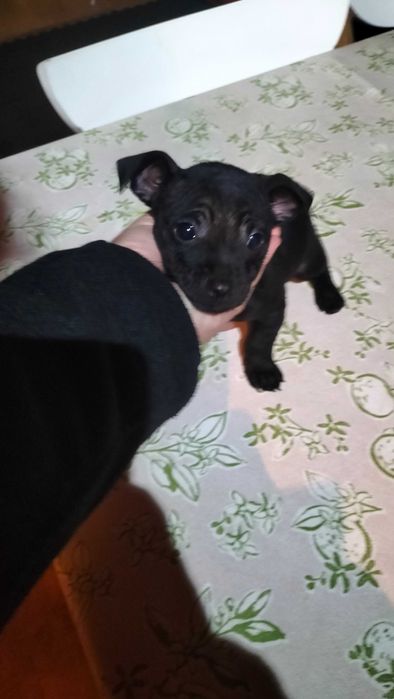 Pinscher fêmea black