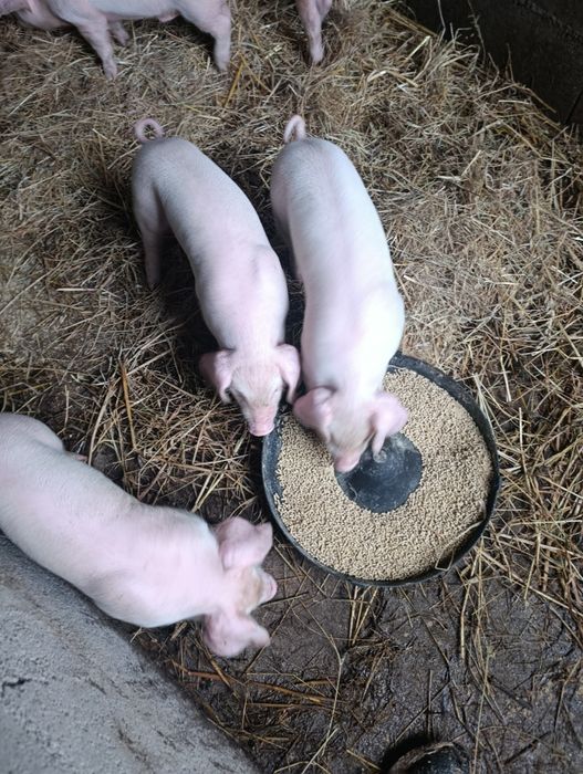 Leitões  para assar ou criar