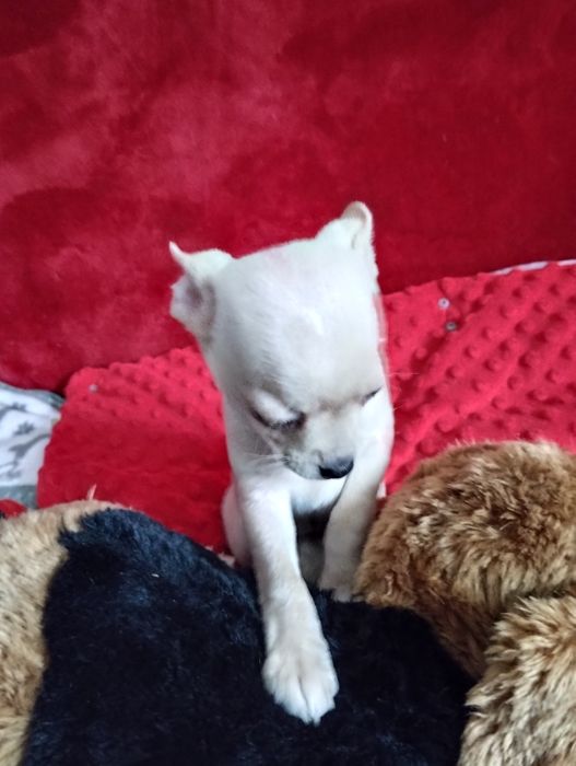 Piesek Chihuahua. Piękny, urodzony 30ego października.