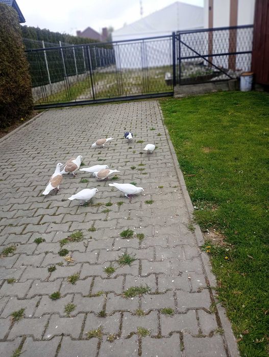 Śląskie tarczowe