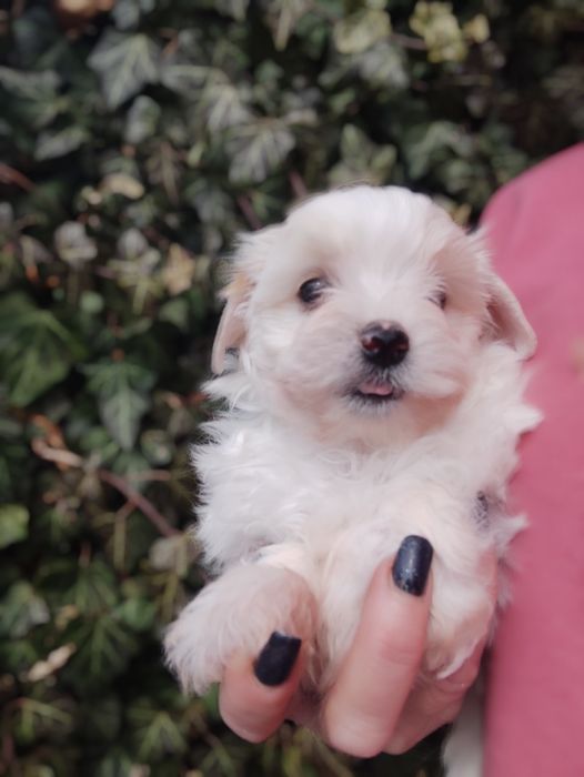 Yorkshire terrier golddust piesek york