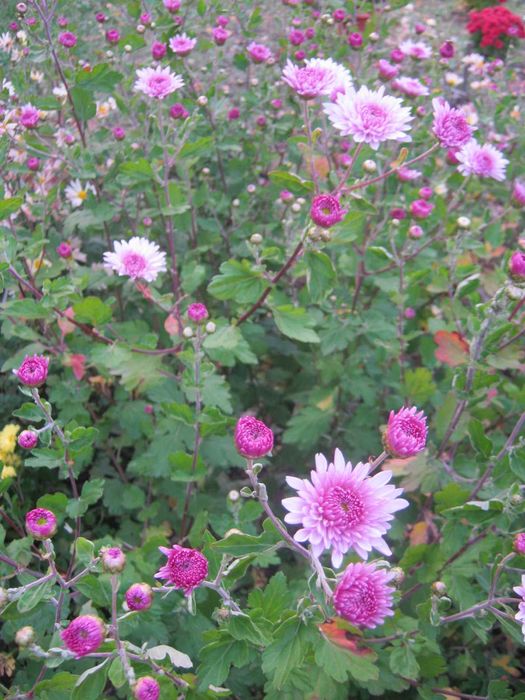 Хризантемы веточные, морозостойкие