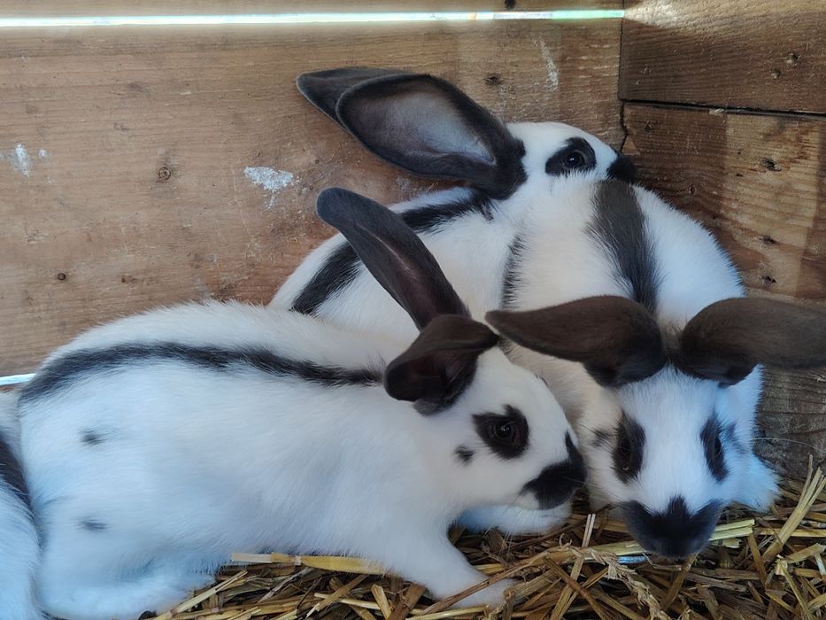 Sprzedam srokacze niemieckie niebieskie