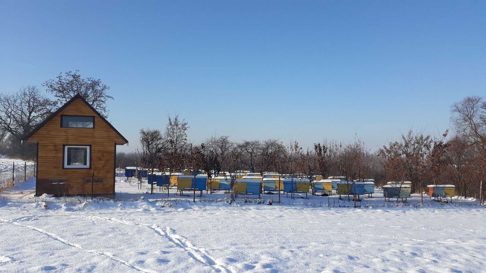 Продаються вулики разом із бджолами