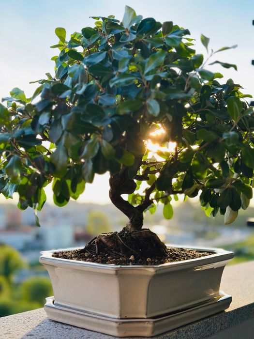 Bonsai Eleagnus Umbelatum, 24 anos do Japão