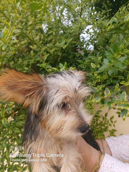 Linda menina  Yorkshire terrier