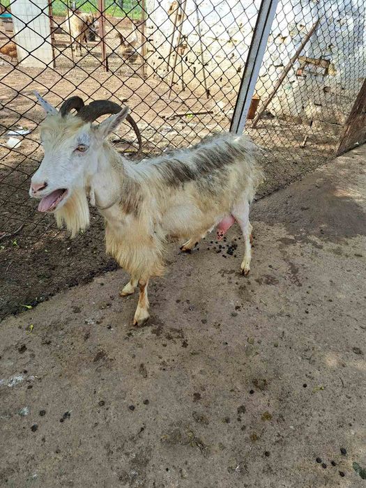 Продаю дойни Кози