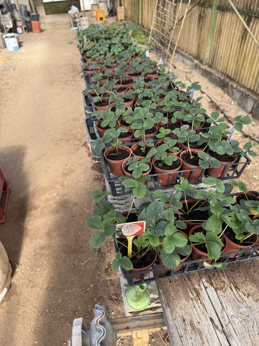 Morango branco (morangueiro)