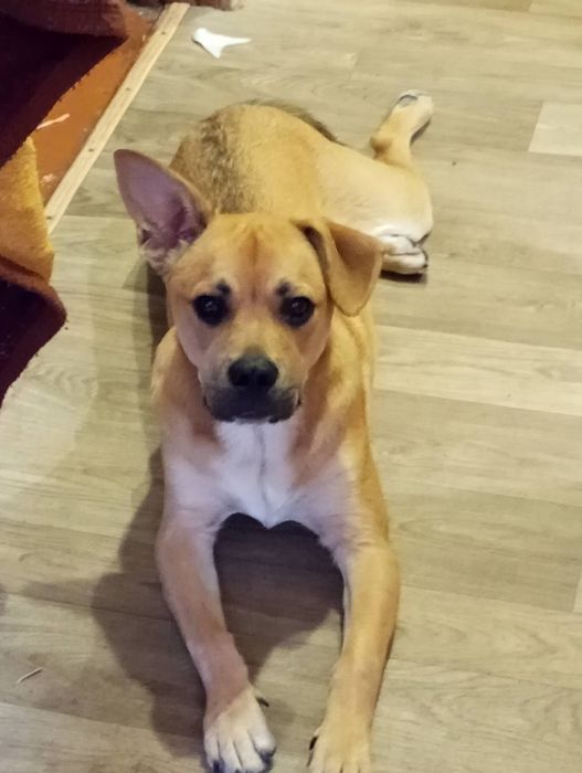 Віддам собаку в добрі руки