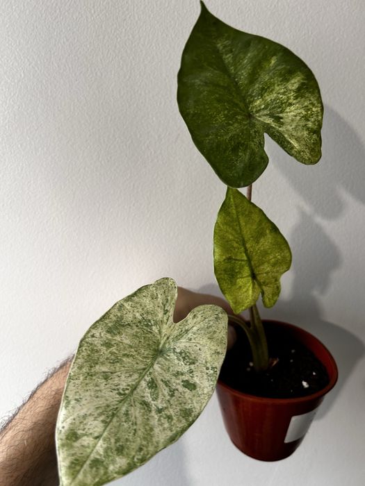 Alocasia macrorrhiza splash
