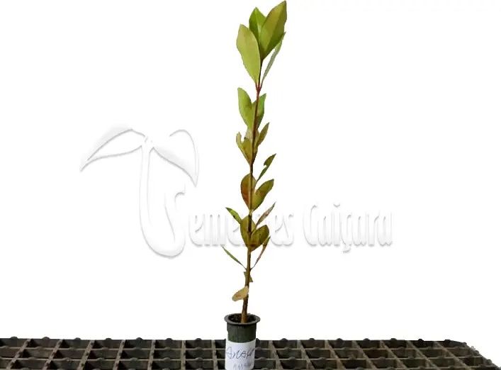Plantas Araca amarela