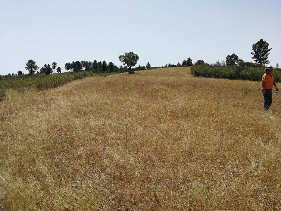 Oportunidade no Alto Alentejo - 26ha em Montalvão, perto da nova ponte