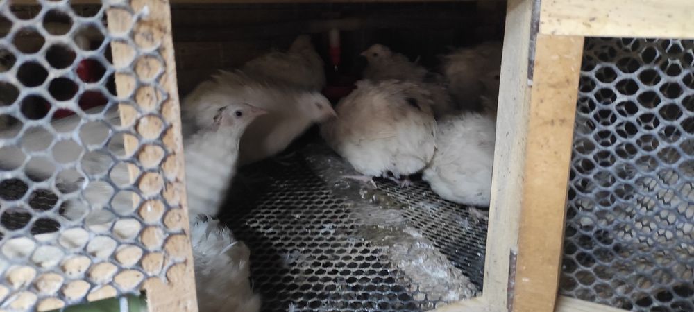 Перепела суточные