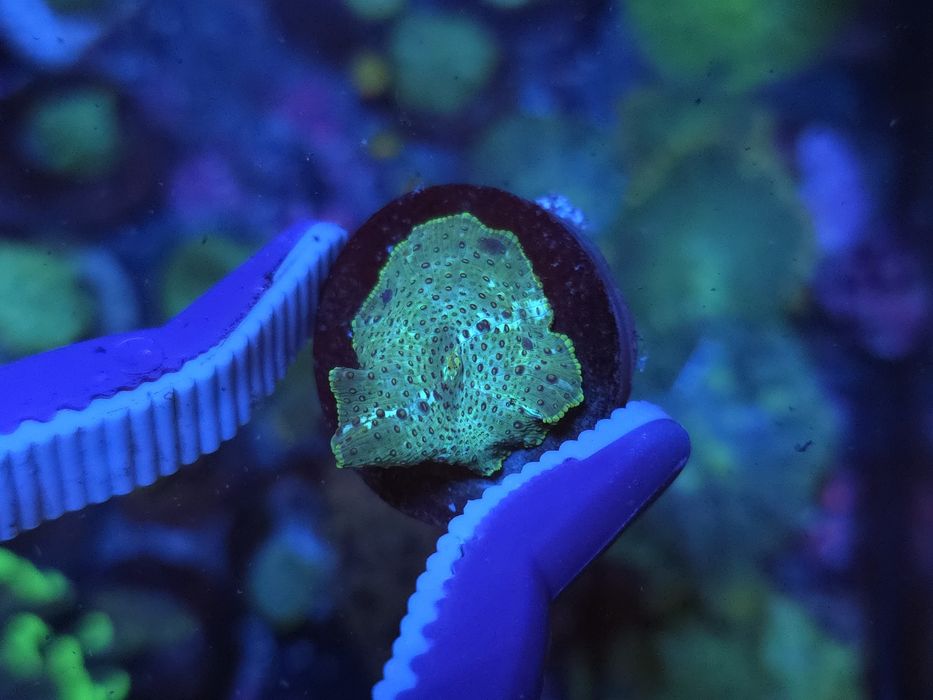 Discossomas, corais de água salgada