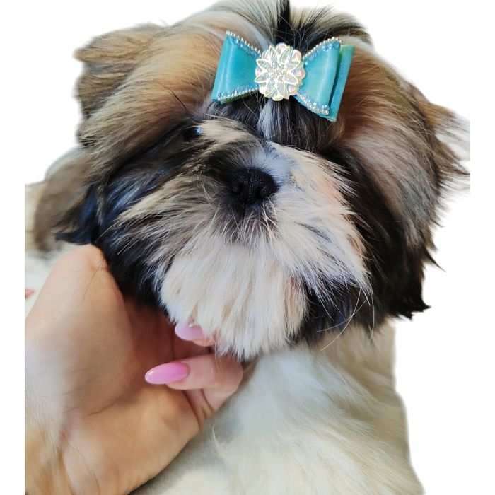 Pies Shih Tzu szczeniak przepiękny chłopak rodowód