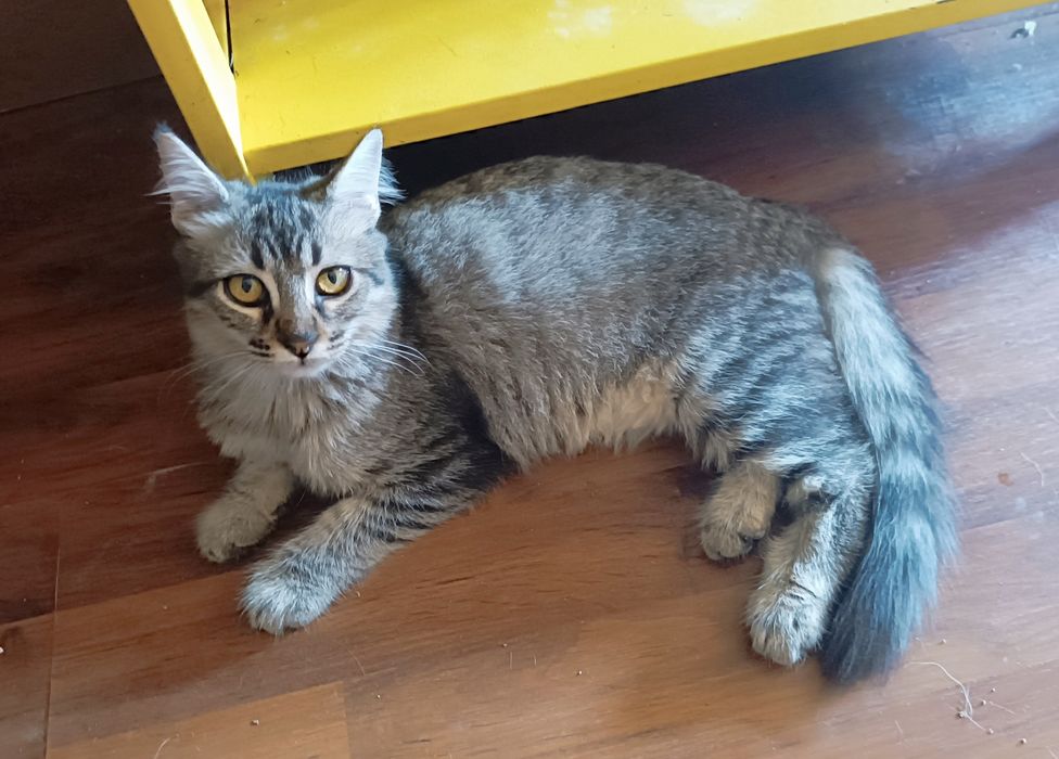 Gatinha fêmea, com 4 meses, para adoção.