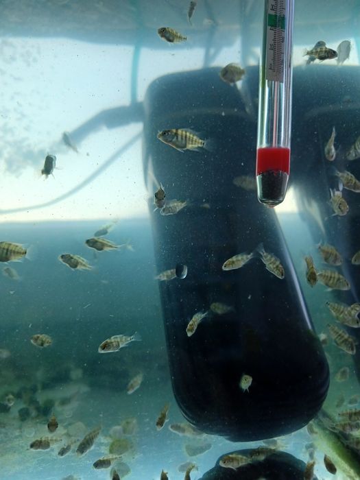 Młode pielegnice cutter