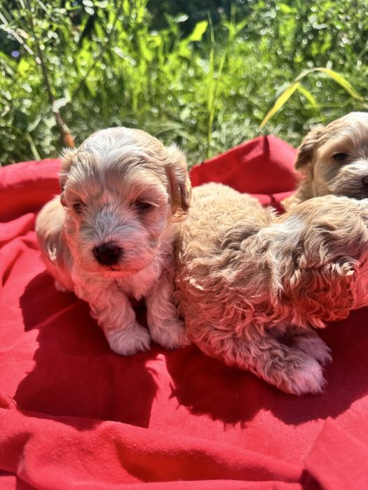 Хлопчик мальтіпу