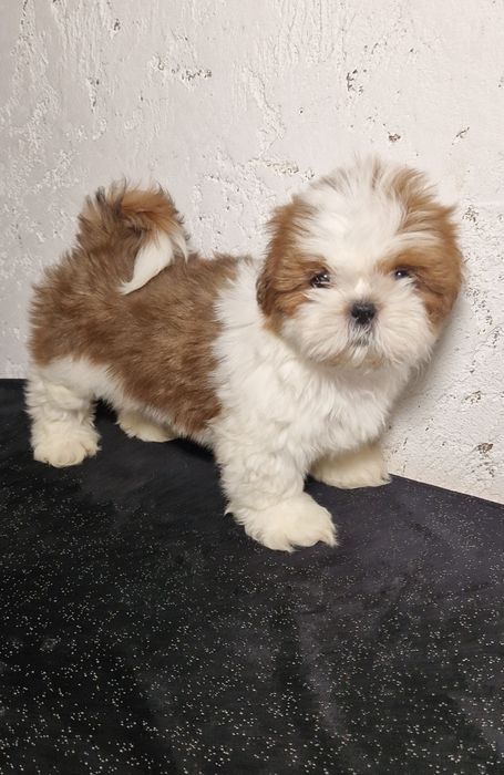 Piesek rasy Shih tzu