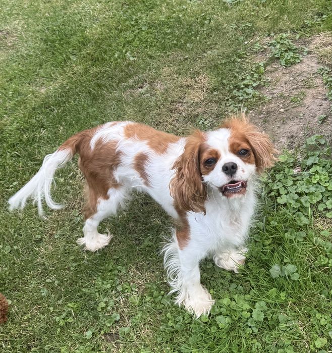 Cavalier King Charls Spaniel - Suka