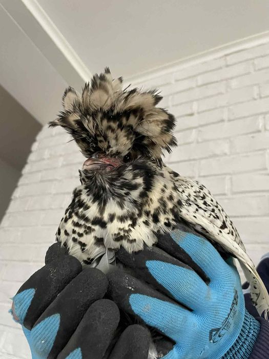 Kury czubatki kury ozdobne  ładne duże kogut kura kury czubatka