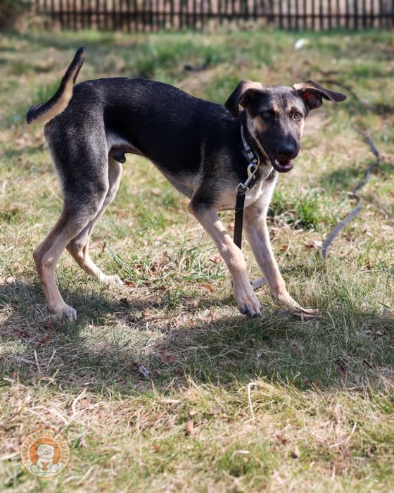 Ciastek – młody, energiczny pies do adopcji - Wrocław