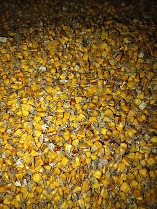 Sprzedam kukurydzę owies pelet